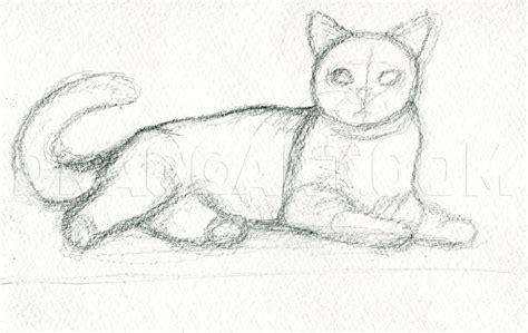 step  step realistic cat drawing  drawing tutorials