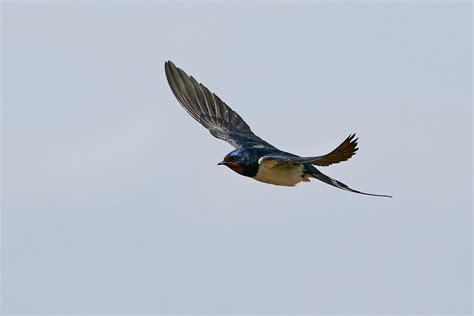 swallow hirundo rustica bird facts  folklore
