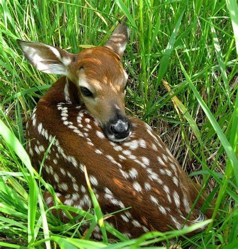rarely are deer fawns abandoned leave them be the spokesman review