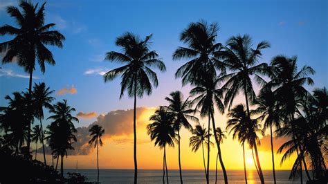coconut tree wallpapers wallpaper cave