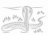 Kobra Colorear Schlange Kolorowanki Ausmalbild Anaconda Naja Serpent Zoo Desenho Kleurplaten Supercoloring Ausmalen Cobras Kleurplaat Kolorowanka Druku Spitting Dzieci Python sketch template