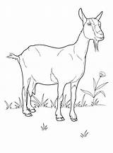 Coloring Goat sketch template
