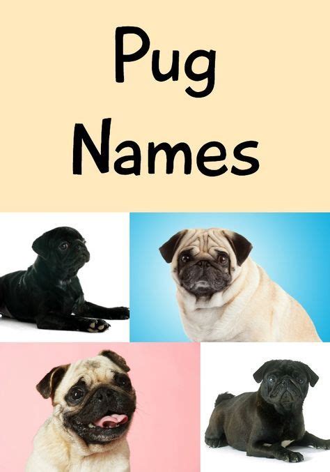 awesome pug names  sweet silly adorable ideas pug names black pug puppies pug puppies