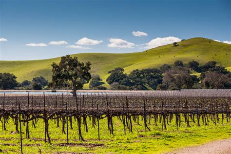 world los olivos district ava wine wit  wisdom