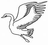 Swan Schwan Cigni Cigno Fliegender Cygne Stampare Oiseau Schwäne Vola sketch template
