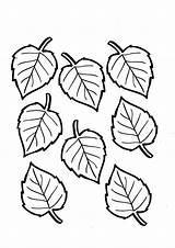 Coloring Leaf Birch sketch template