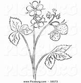 Plant Outline Strawberry Coloring Clip Drawing Blossoms Plants Picsburg Clipground Getcolorings Pages Printable Getdrawings sketch template