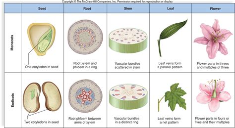 monocotyledons clipart   cliparts  images  clipground