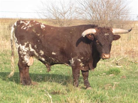 bulls jb cattle company