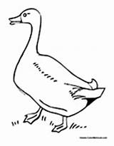 Goose Geese Coloring Walking Colormegood Birds Animals sketch template
