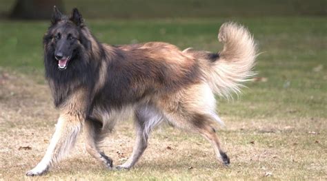 shepherd dog breeds   breeds  shepherd dogs