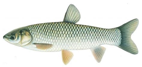 amur opis ryby  charakterystyka wedkarska angloocom