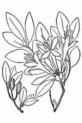 Azalea Coloring Pages Flower Drawing Getdrawings sketch template