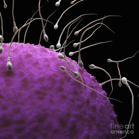 human fertilization photograph by science picture co