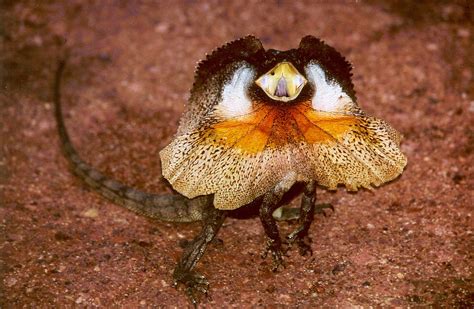 frilled neck lizard size images pictures becuo