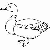Duck Coloring Mallard Drawing Drawings Line Pages Outline Ducks Printable Animal Bird Freeprintablecoloringpages Illustration Paper Getdrawings Crafts Easy Pigeon Animals sketch template