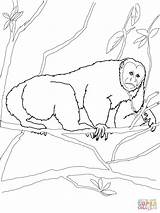 Coloring Uakari Pages Monkey Printable sketch template