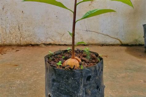 Avocado Trees And How Long To Grow A Mature Tree