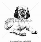 Setter English Clipart Vector Illustrations Clipground Springer Spaniel Draw Hand Clip sketch template