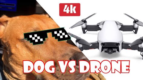 drone  dog youtube