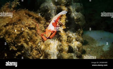 Emperor Shrimp Periclimenes Imperator Underwater In The Ambon