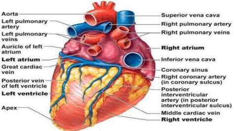 inilah fungsi  struktur jantung manusia