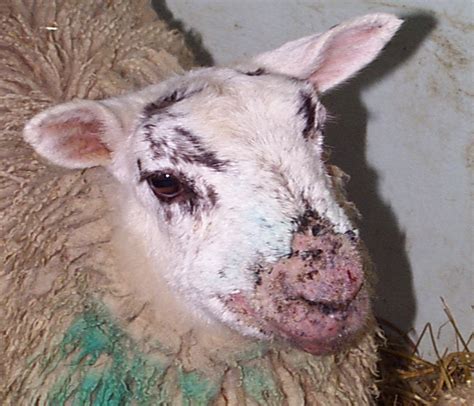 sheep pox disease