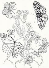 Butterfly 101coloring sketch template