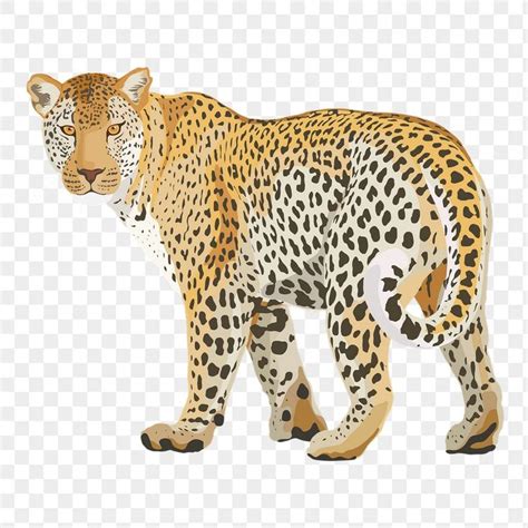 leopard png illustration sticker safari wild animal transparent