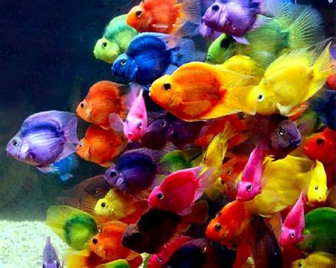 colorful fish wallpapers bigbeamng