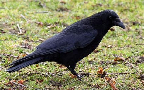 vogels spotten vogelsoorten register zwarte kraai