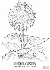 Coloring Pages Sunflower Flower Printable sketch template