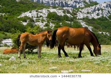 brown horse colt velebit stock photo  shutterstock