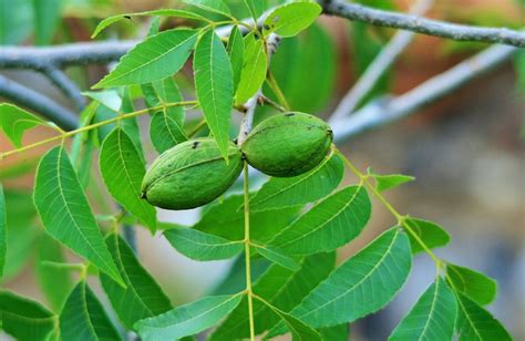 select pecan trees   area climate zones
