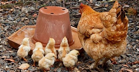 petunjuk merawat anak ayam rifanfajrincom