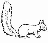 Squirrel Scoiattolo Mewarnai Tupai Esquilo Scoiattoli Disegnare Preschool Esquilos Stampare sketch template