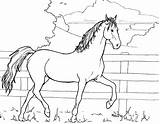 Colouring Horse Deviantart 2005 Coloring Horses Pages Cavalo Para Imprimir Colorir Drawings sketch template