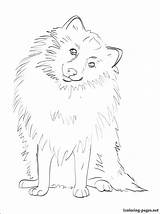 Pomeranian Coloring Designlooter Drawings 52kb 750px sketch template