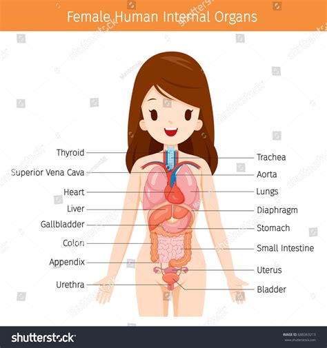 female human anatomy internal organs diagram stock vector 688363213 shutterstock