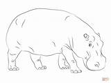 Hippo Coloring Hippopotamus Pages Printable Cute Drawing Getdrawings Color Baby Kids Cartoon Animals Animal Outline Hippos Supercoloring Step Print Hippopotamuses sketch template