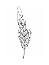 Wheat Herbst Ausmalbilder sketch template