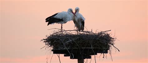 vogels kijken  tips voor beginners vogelbescherming