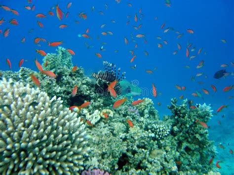 sea stock photo image  animal coral dive