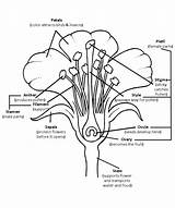 Flower Parts Diagram Labeled Lily Worksheet Coloring Plant Outline Blank Year Science Vascular Printable Planning Popular Worksheeto sketch template