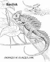 Coloring Basilisk Lizard Pages Scales Reptiles Drawing Snake Designlooter 54kb Popular Getdrawings sketch template
