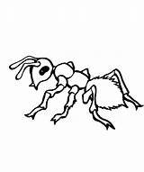 Fourmi Ant Ants Colorier Coloriages sketch template