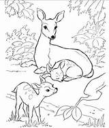 Coloring Nature Animals Pages Backyard Books Kids Animal Printable Wild Sheets Deer Colouring Hubpages Book Color Et Doe Adult Boyama sketch template