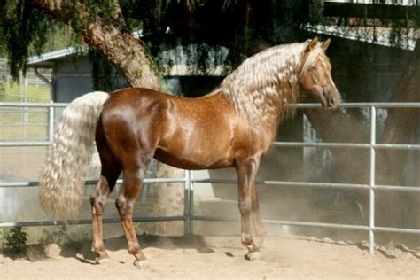 chocolate palomino horses palomino horse  beautiful horses