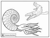 Ammonite Cenozoic sketch template