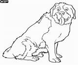 Bernhardiner Hunde Hund Malvorlagen Sitzend Knochen sketch template